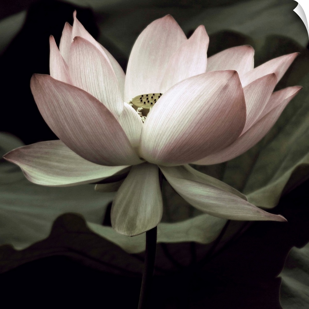 Square photograph of a muted lotus flower.