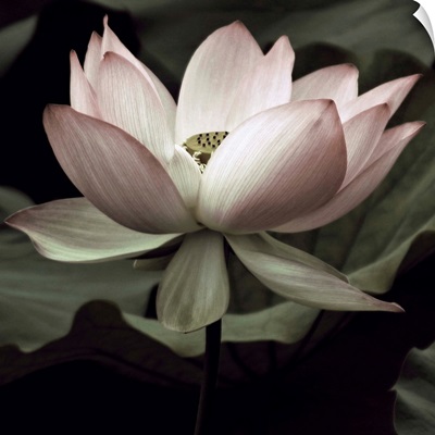 The Lotus I