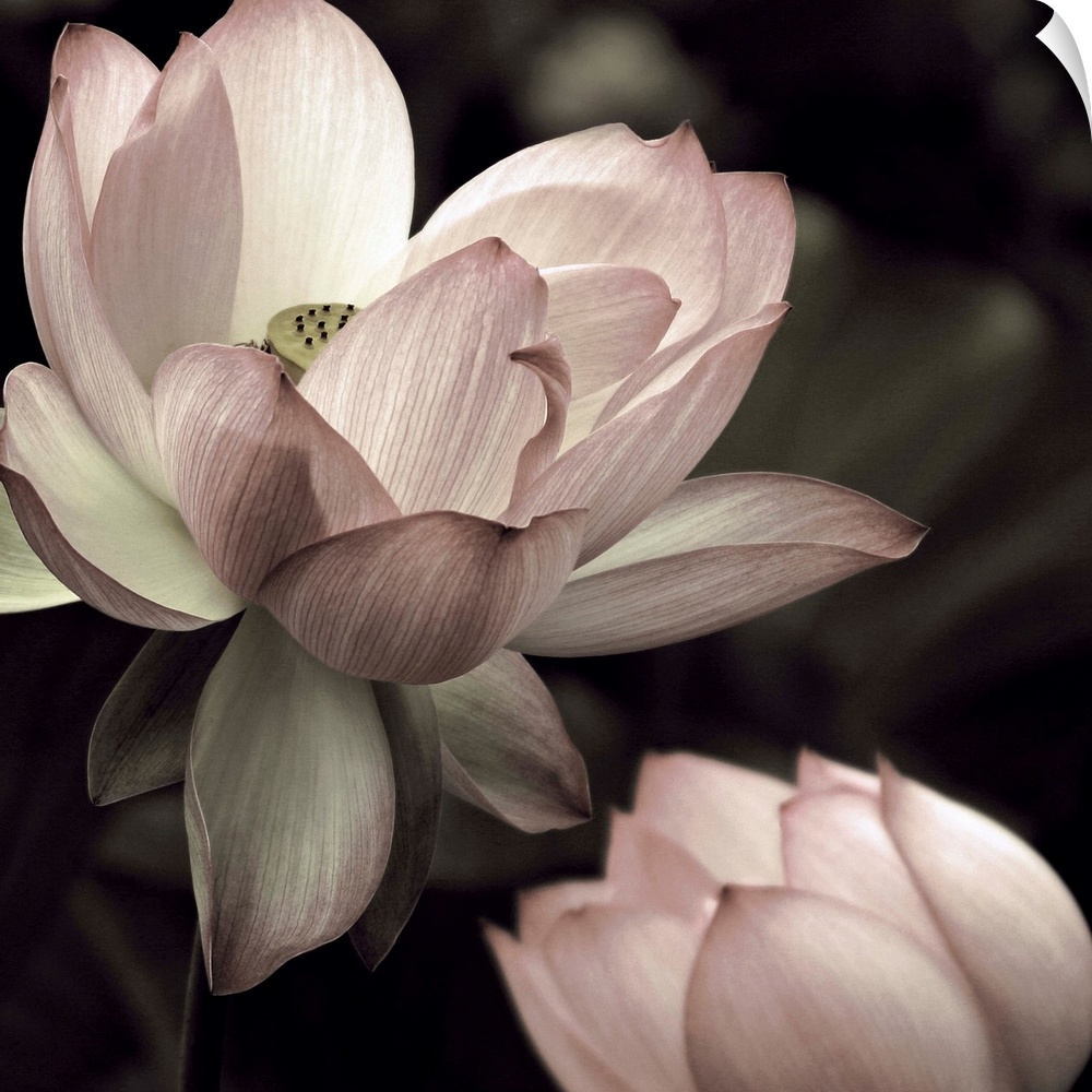 Square photograph of two lotus flowers in muted pink, green, and white hues.
