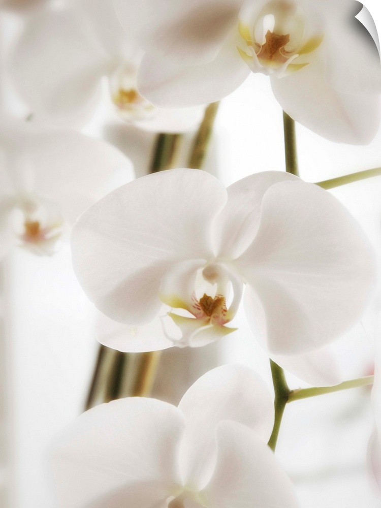 Dreamy photograph of beautiful white orchids with soft edges.