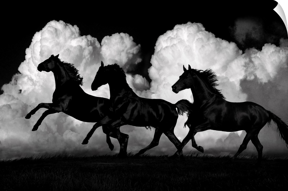 Photo of black horses galloping on a windy day against white puffy clouds.