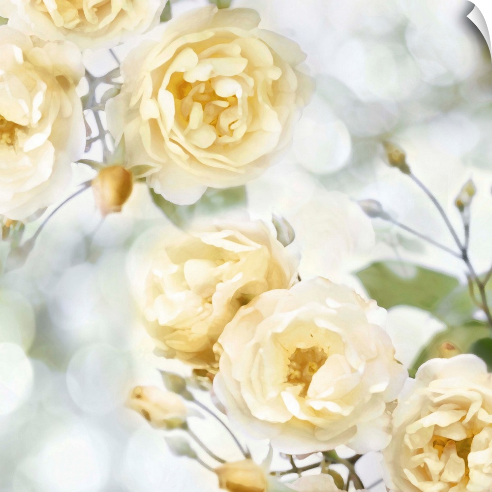 Decorative artwork featuring soft yellow flowers over a bokeh background.