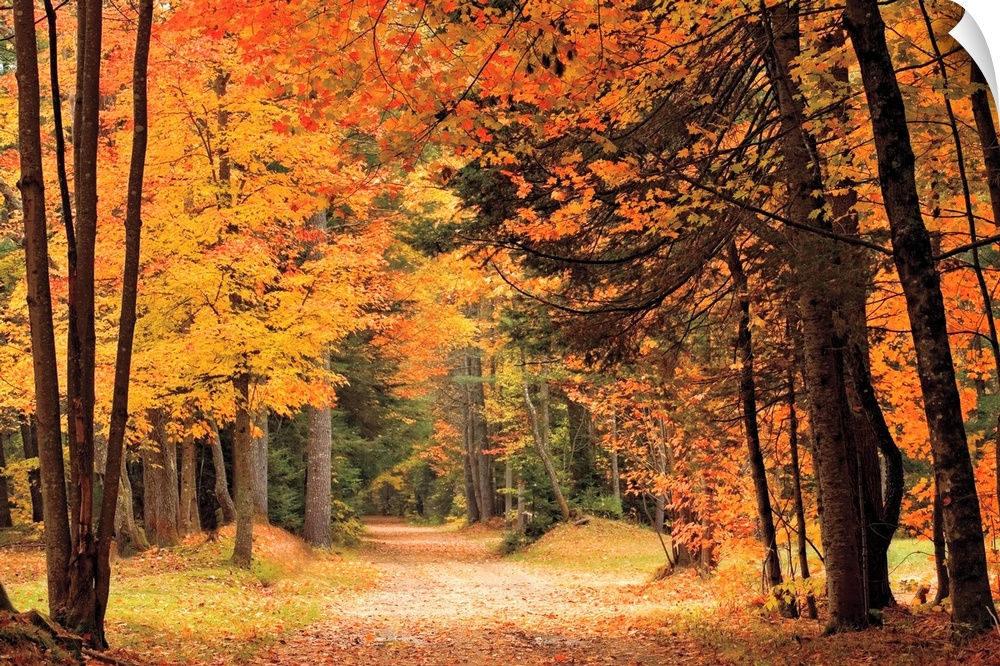 A dirt road through tall autumn trees in vibrant colors leaves of red and orange.