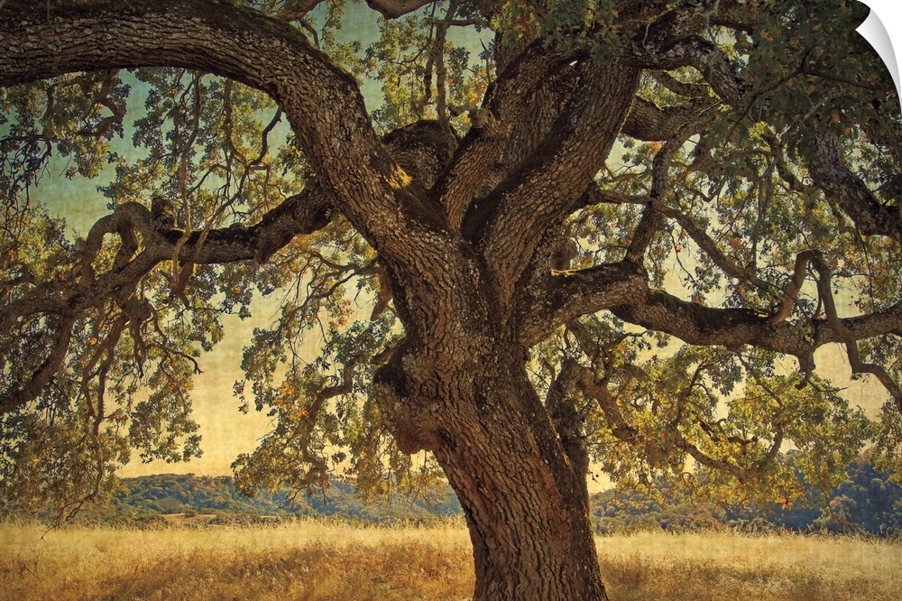 A horizontal photograph of a large, twisted oak tree surrounded by a golden field.