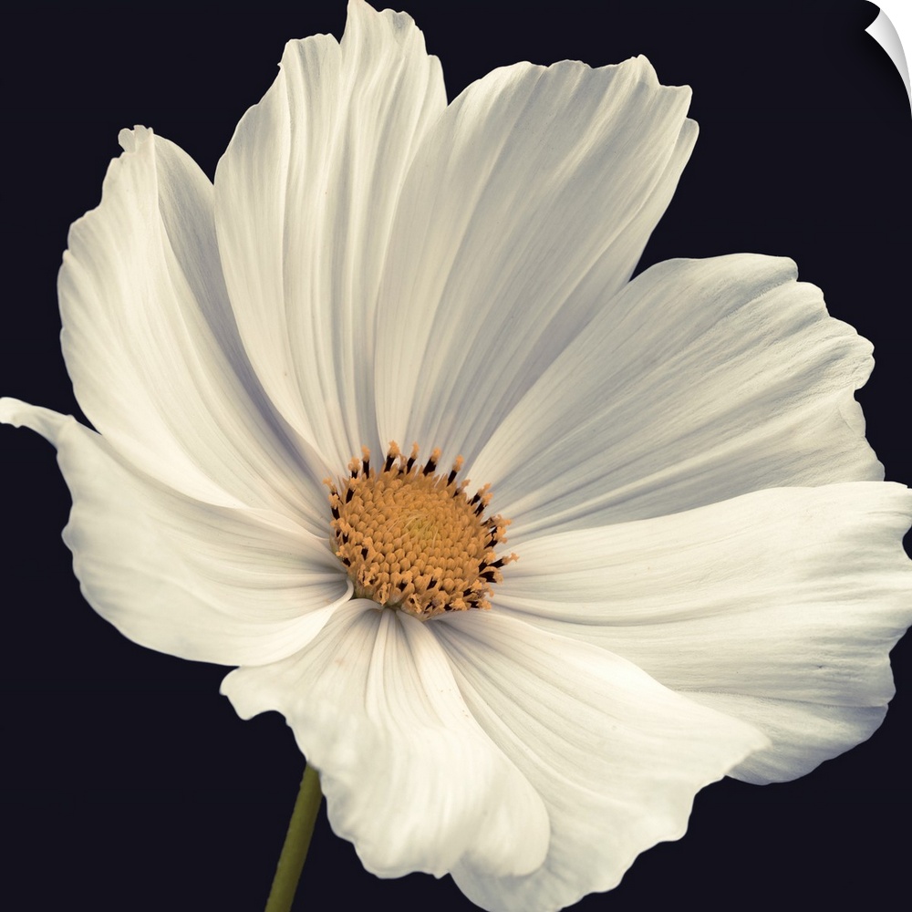 A square photograph of a close up view of a white cosmos flower.