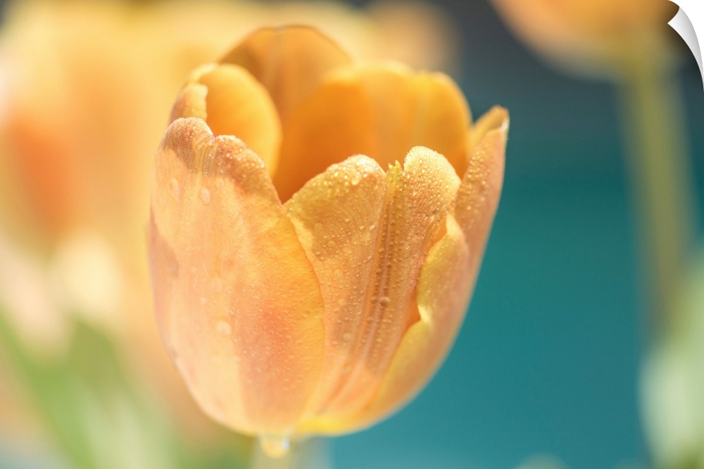 A photo of a golden yellow colored tulip with more flowers out of focus in the background.