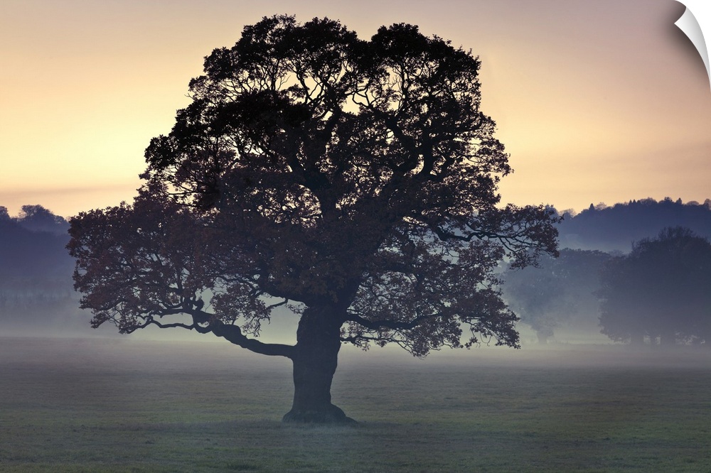 Photograph of a large tree in a field as the evening mist appears with a line of trees in the background.