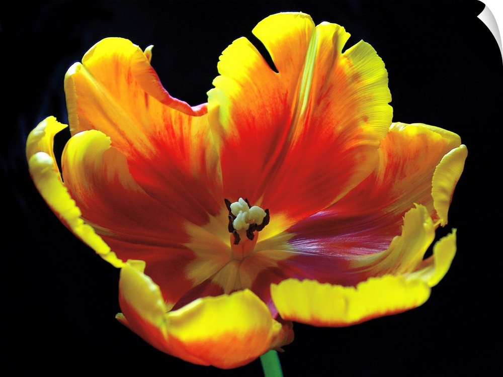 A horizontal photograph of a yellow and red tulip in full bloom.
