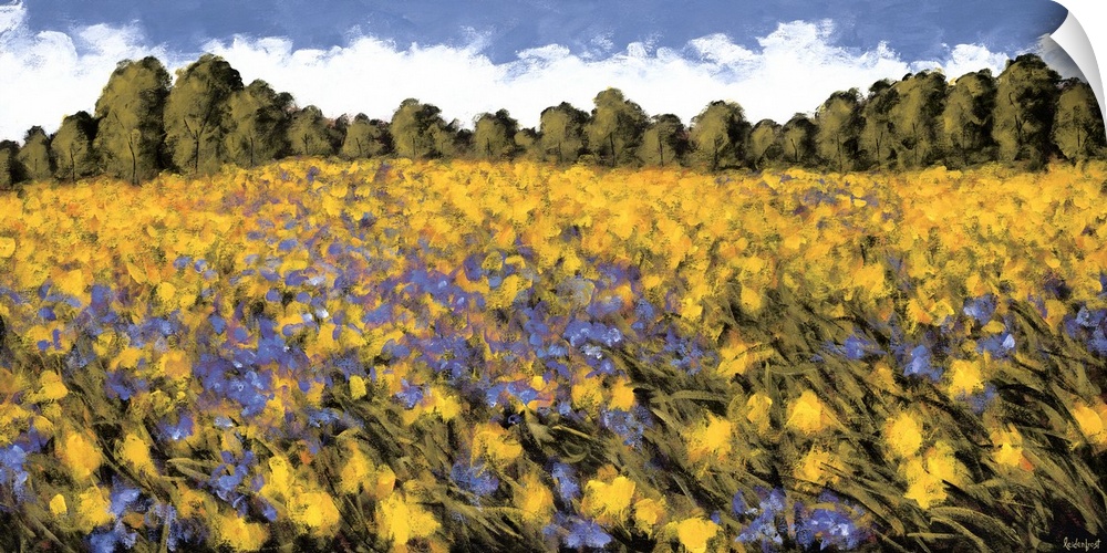 A panoramic image of a field of purple and yellow flowers with a line of trees in the background.