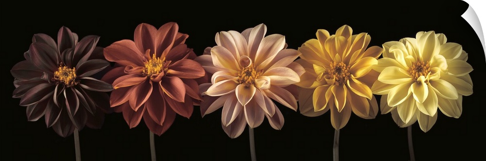 A photo of a row of flowers, from darker to brighter colors.