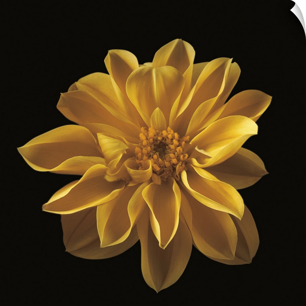 Beautiful yellow flower bloom against a black backdrop.