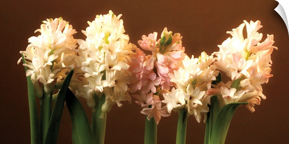 A row of cream and light pink Hyacinthus in bloom against a brown backdrop.