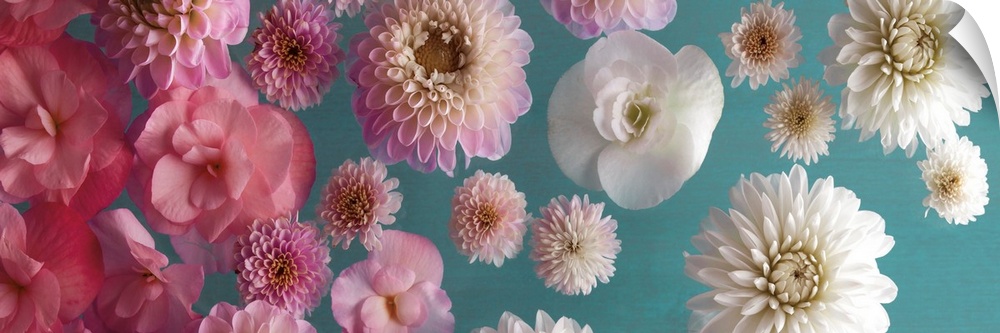 Panoramic image of a group of flowers, fading from pink to white, on a teal backdrop.