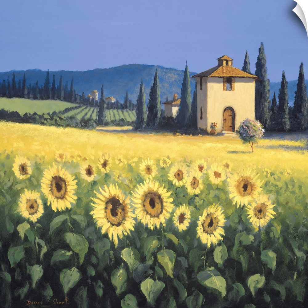 Painting of a field of sunflowers near a farm house in Tuscany.