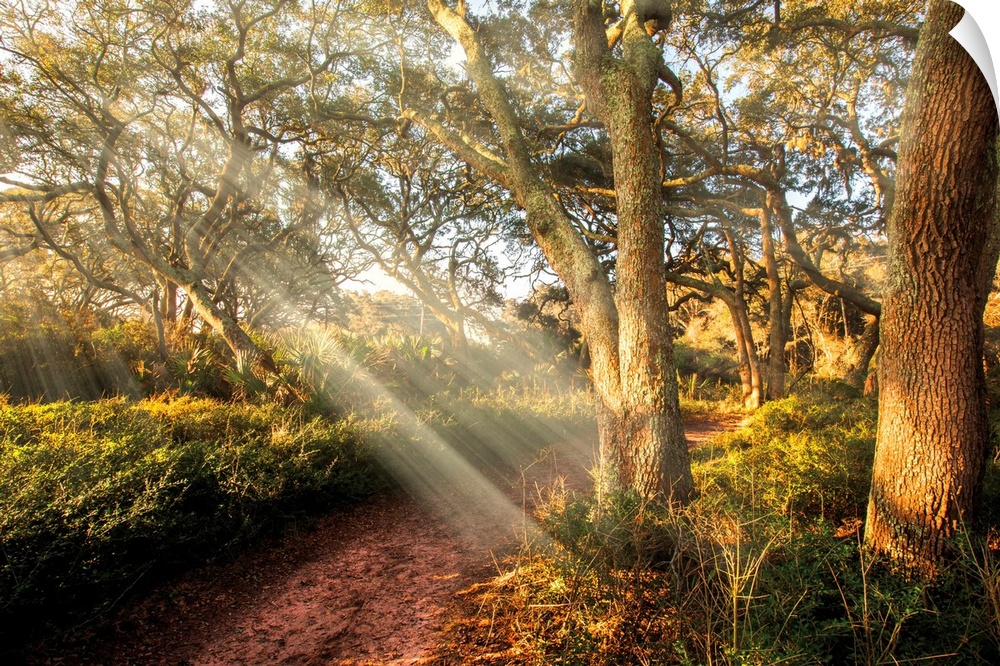 A beam of light shining through the trees onto a path in the forest.
