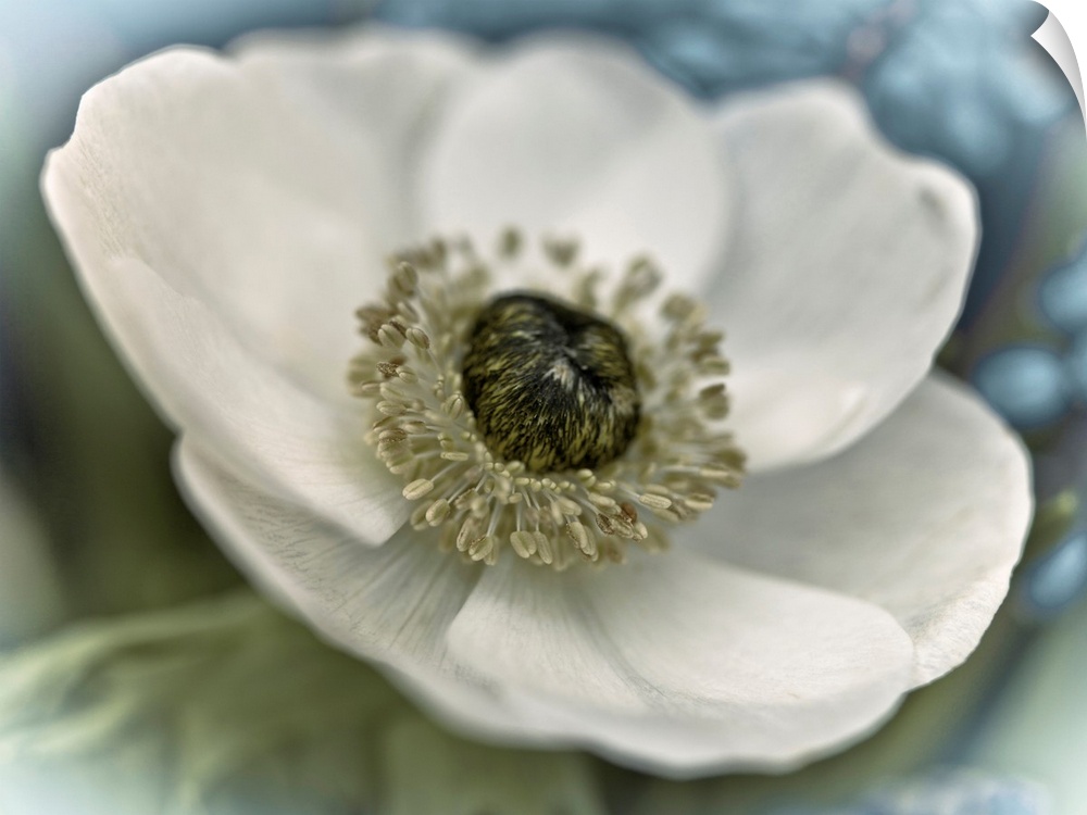 Image of a white flower with a soft focus vignette on the edges.