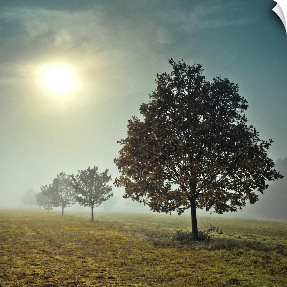 A photograph of a row of trees in a field on a fogging morning.