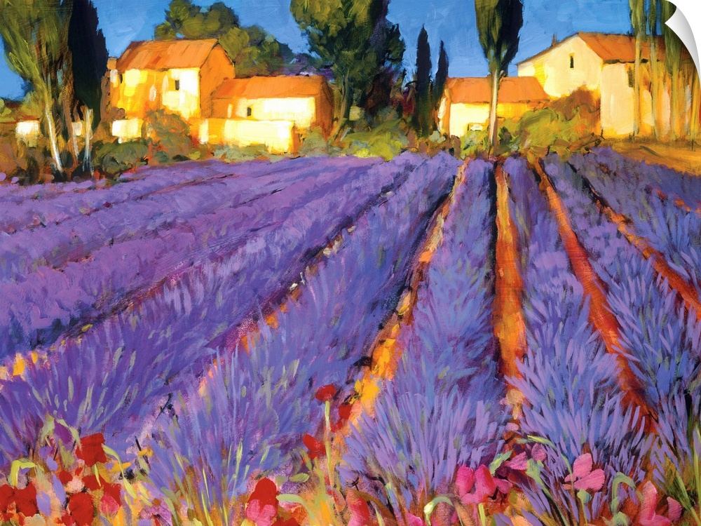 A contemporary landscape of lavender fields in the country with a row of buildings and trees in the background during the ...