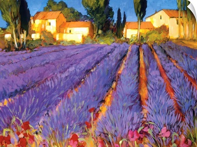 Late Afternoon, Lavender Fields