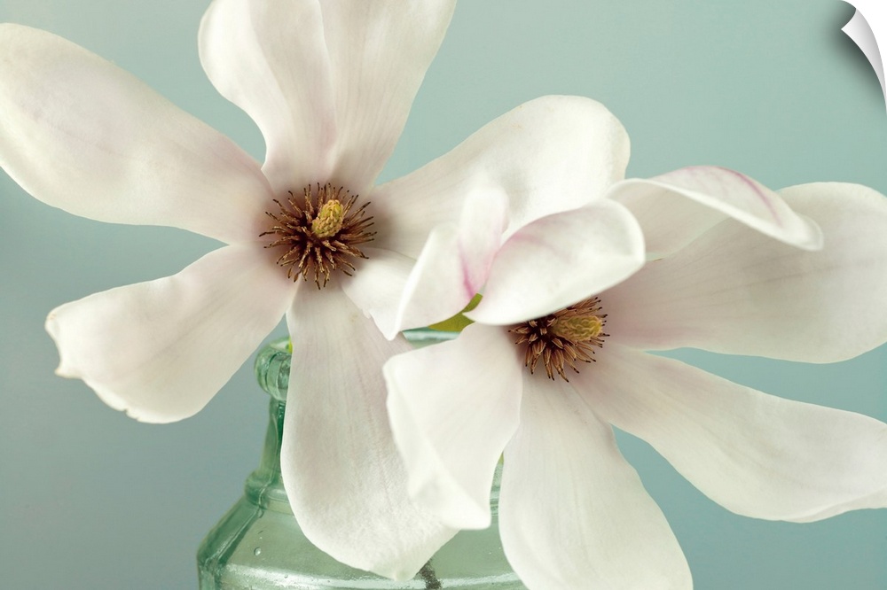 A muted color photograph of two magnolias blooms in a glass jar.