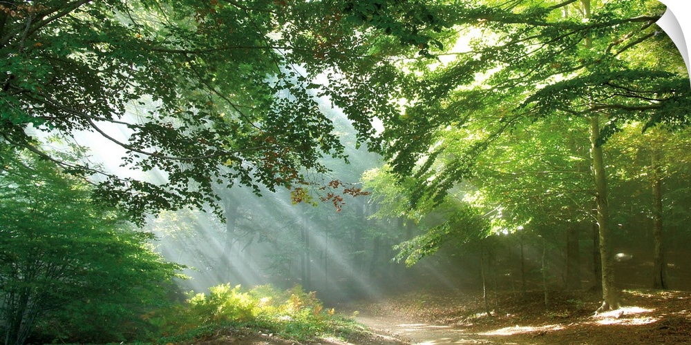 A panoramic image of a trail through the forest with sun streaks peeping through the tree limbs.