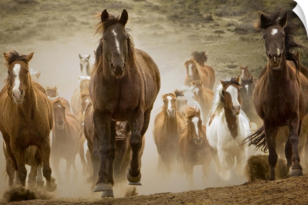 Horses running.