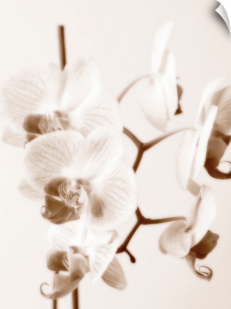 A monochromatic photograph of a bunch of orchids with a soft appearance.