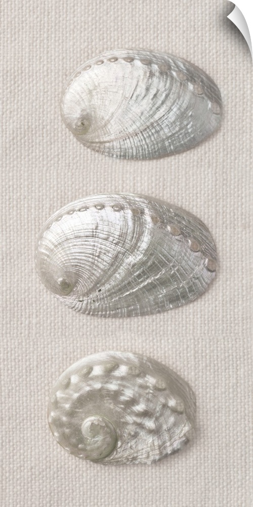 A row of shiny, silver shells on a woven white fabric.