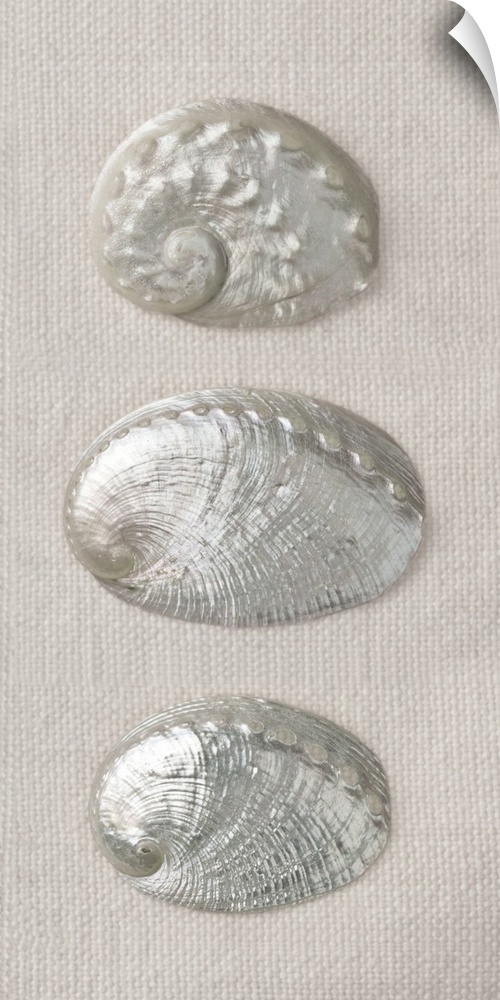 A row of shiny, silver shells on a woven white fabric.