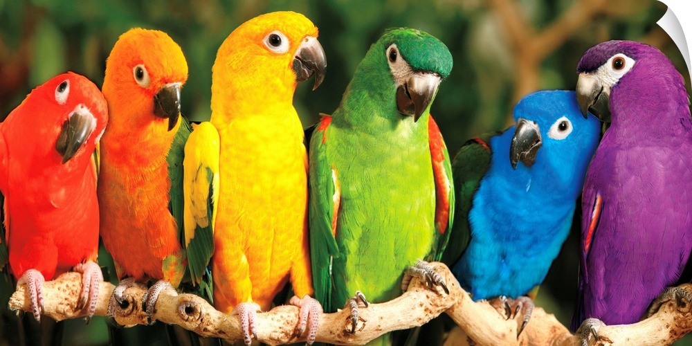 A panoramic image of a variety of colored parrots perched on a long branch.