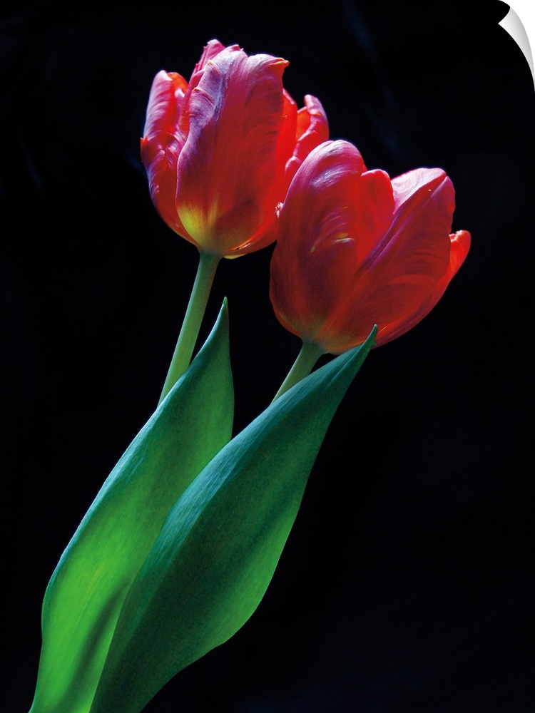 Vertical photograph of two red tulip with long leaves against a black backdrop.