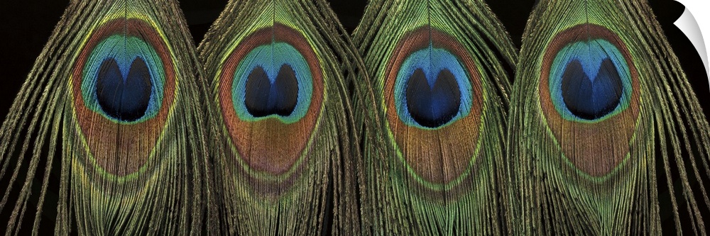 Panoramic photograph of a row of colorful peacock feathers.