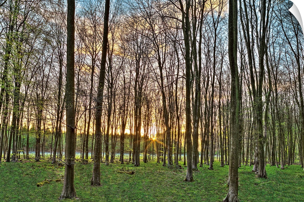 horizontal photograph of a forest of trees with the sun setting in the distance.