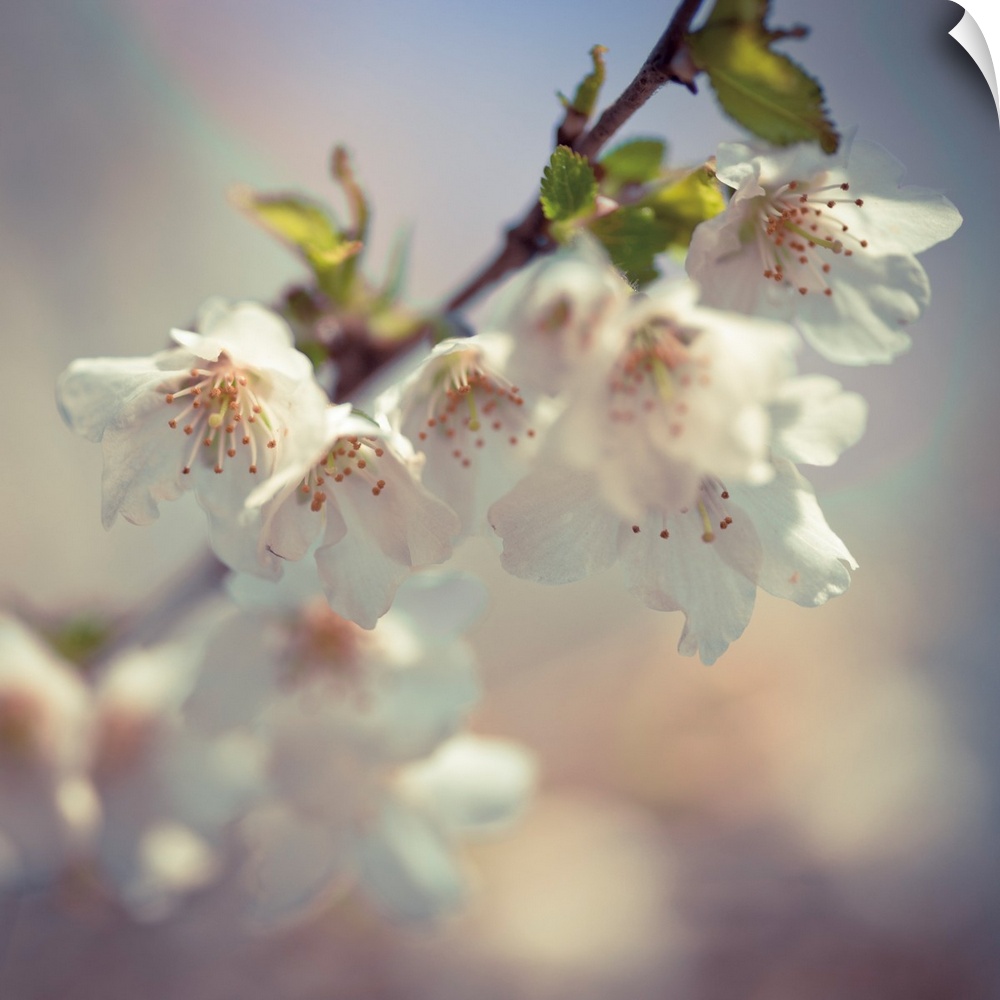 Square photograph of a branch of white apple blossoms.