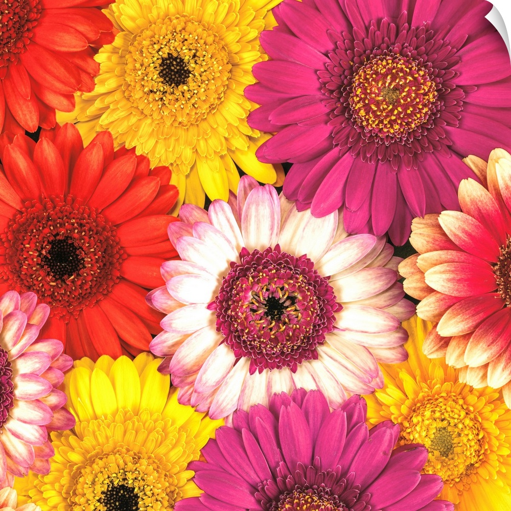 Square photo of vibrant colored flowers in shades of pink, yellow and white.