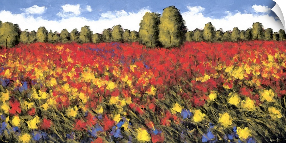 A panoramic image of a field of red and yellow flowers with a line of trees in the background.
