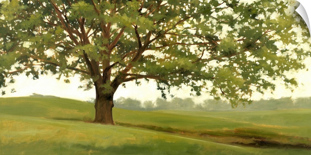 Panoramic landscape of a large tree in a field of green grass with a line of a distance woods in the background.