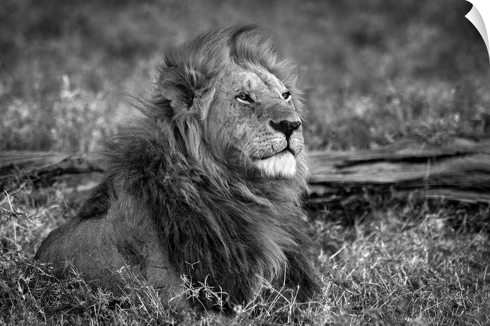 Lion sitting on a dry grass field.