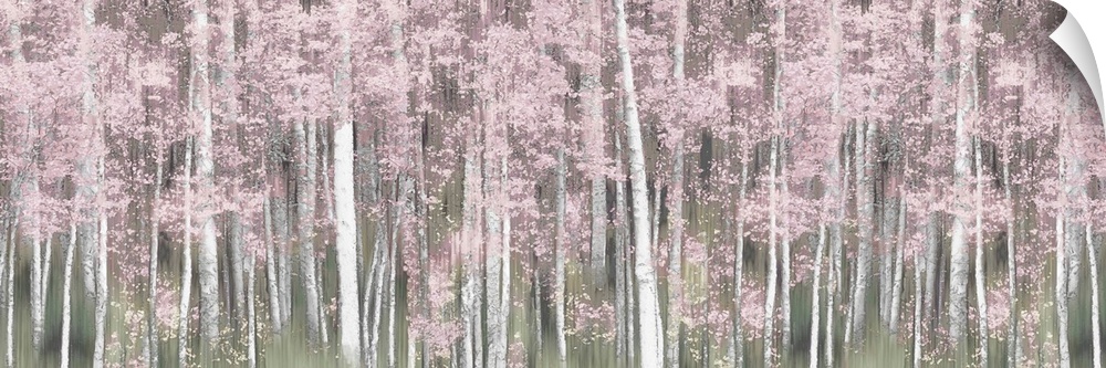 Pink Birch