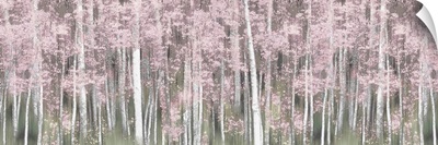 Pink Birch