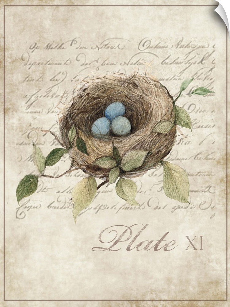 Botanical parchment study of bird nest adds elegant, nature-inspired touch to any room.