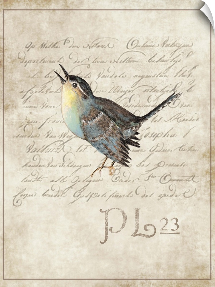 Botanical parchment study of bird adds elegant, nature-inspired touch to any room.