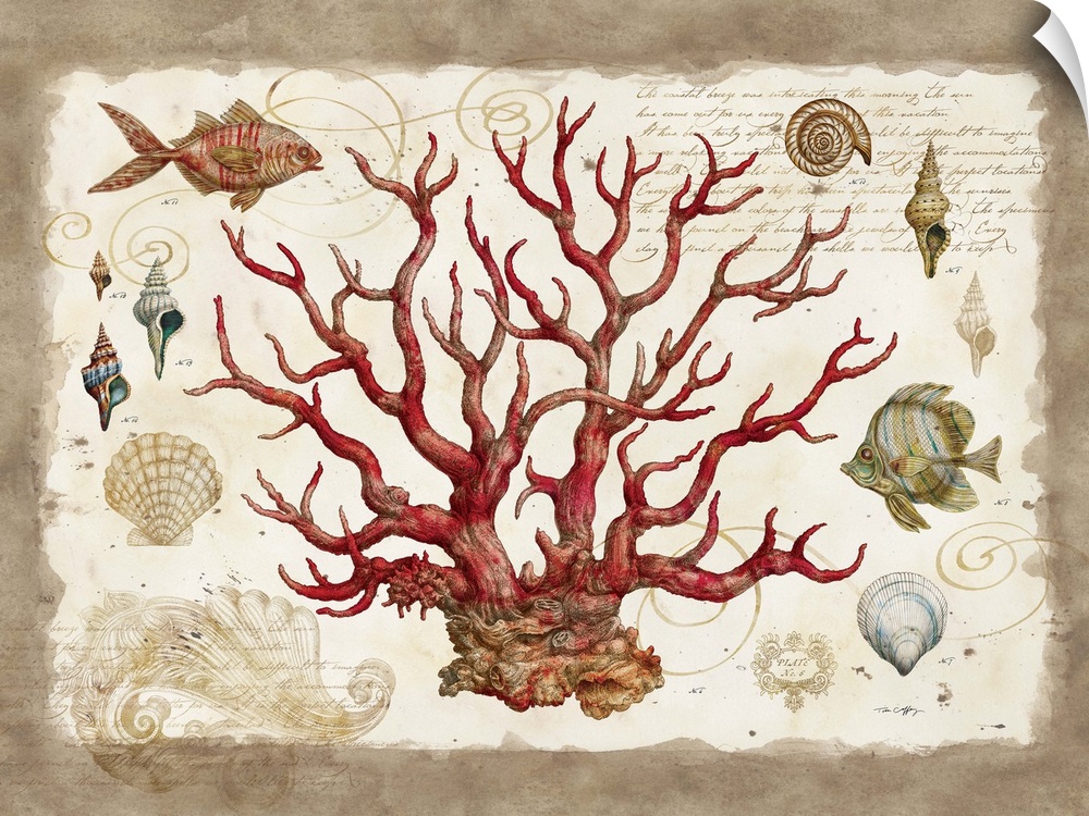 The elegant shape of coral is captured in this botanical study