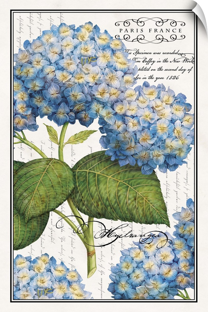 Botanical Hydrangeas add a lovely soft blue floral touch to the home