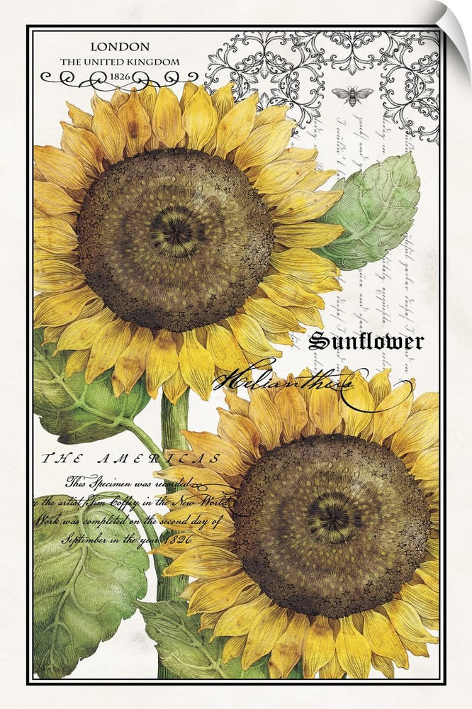 Antique style home docor art of two bright yellow sunflowers with fancy script text and an outlining boarder.