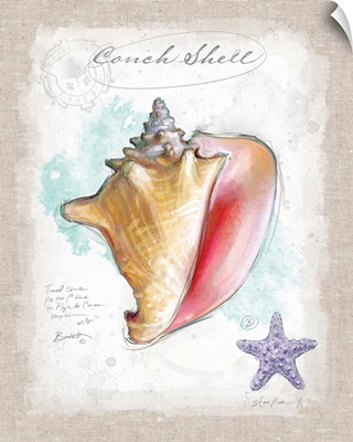 Coastal Discoveries - Conch
