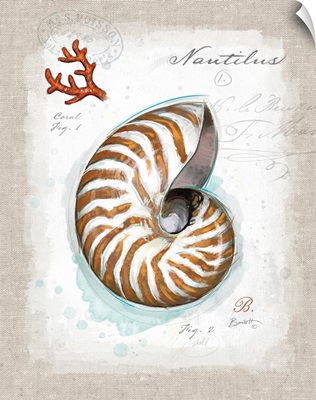 Coastal Discoveries - Nautilus Shell