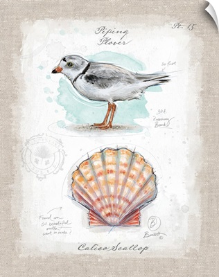 Coastal Discoveries - Plover and Scallop