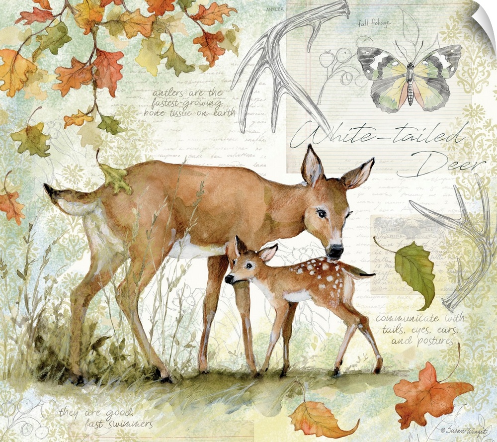 A field guide rendering of a touching deer and fawn scene