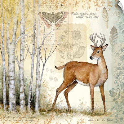 Deer in Birch Trees